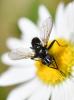 Phania funesta